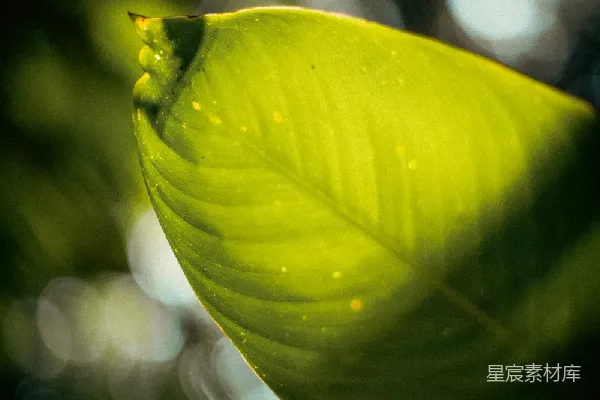 高清摄影 阳光下的绿叶