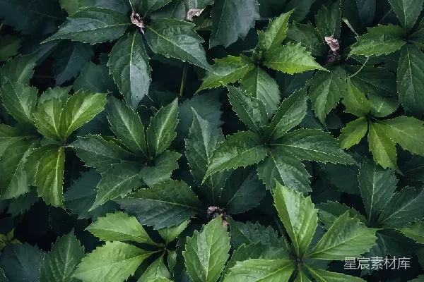 高清摄影 密集的绿色植物叶片