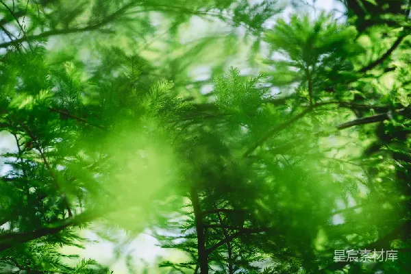 高清摄影 阳光透过绿叶
