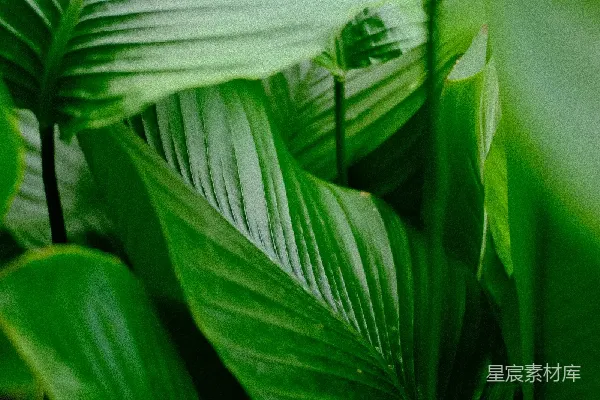 高清摄影 热带雨林的绿色生机