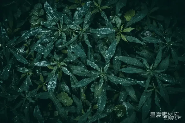 高清摄影 雨后湿润的绿叶