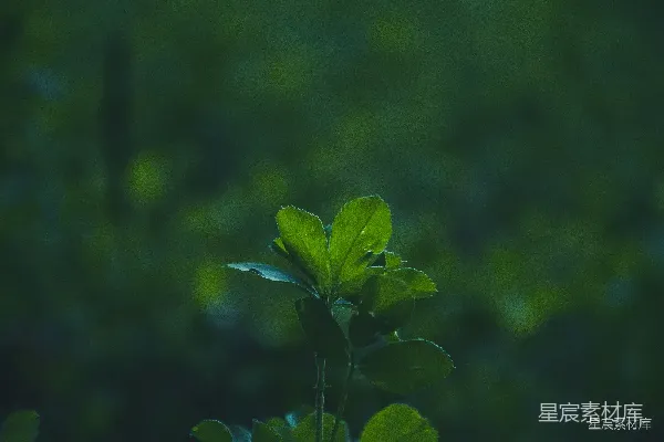 高清摄影 晨光中的绿叶