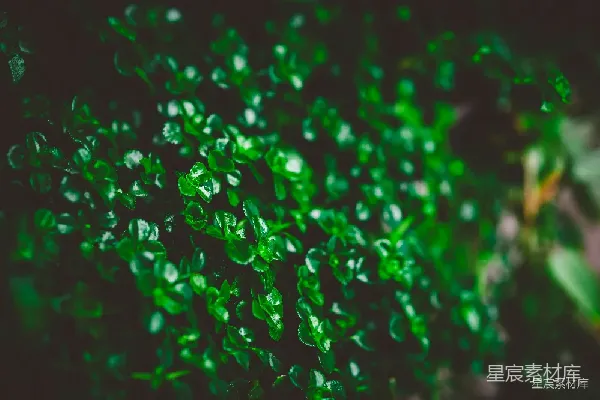 高清摄影 雨后绿色植物特写