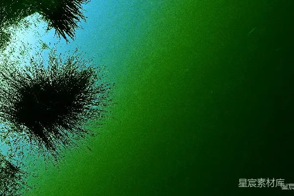 高清摄影 深海植物的神秘景象