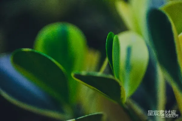 高清摄影 绿意盎然的自然之美