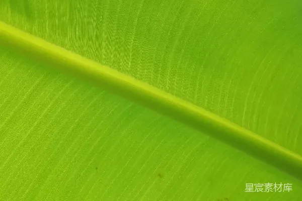 高清摄影 香蕉叶的纹理特写