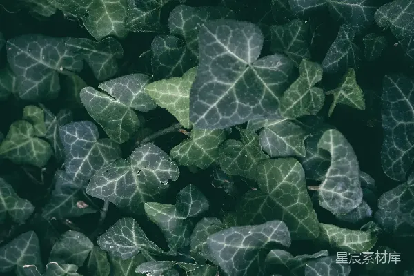 高清摄影 深绿色植物纹理
