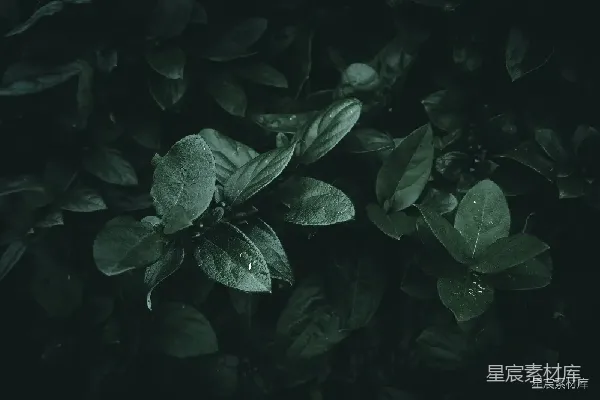 高清摄影 幽暗中的绿叶