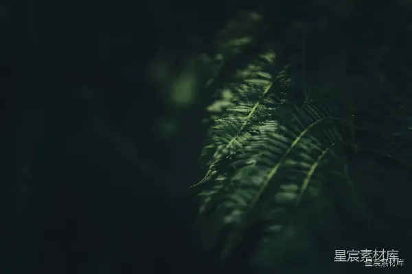 高清摄影 幽暗森林中的蕨叶