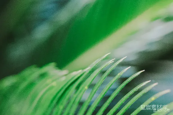 高清摄影 翠绿的植物特写