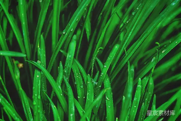 高清摄影 雨后嫩绿的草地