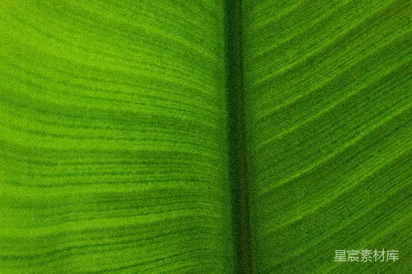 高清摄影 生机勃勃的绿色芭蕉叶