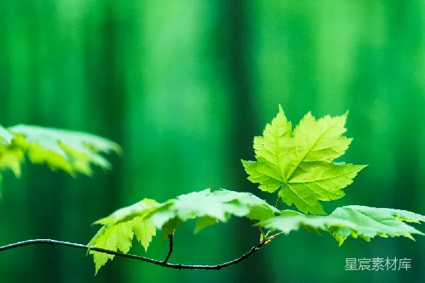高清摄影 绿意盎然的森林