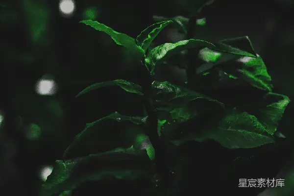 高清摄影 夜色中的绿植