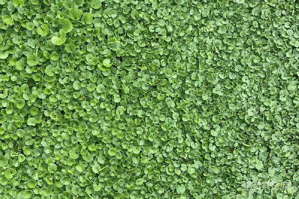高清摄影 密集的绿色圆形叶片背景