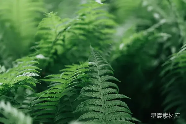 高清摄影 翠绿的蕨类植物