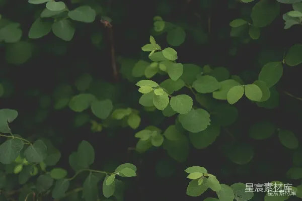 高清摄影 绿意盎然的树叶