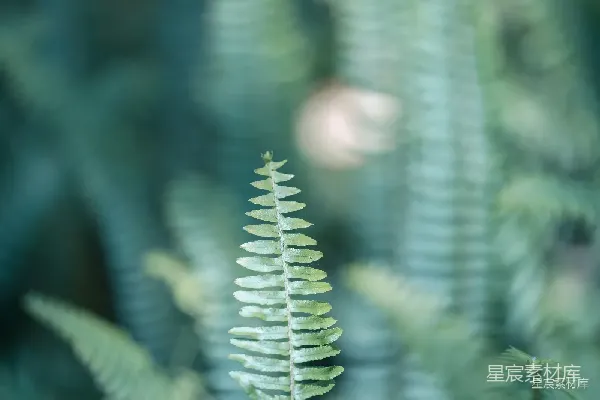 高清摄影 绿叶清新自然背景