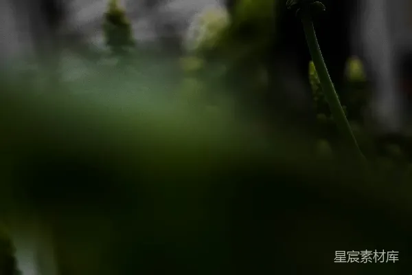 高清摄影 微光中的植物