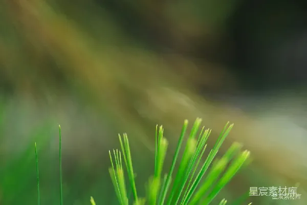 高清摄影 绿意盎然的松针特写