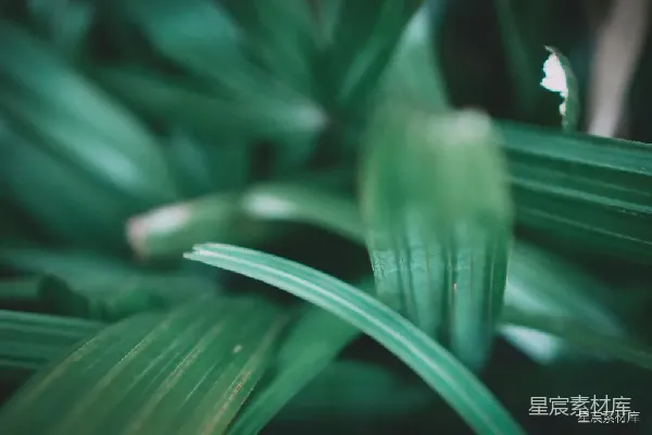 高清摄影 绿叶特写：自然的细腻之美