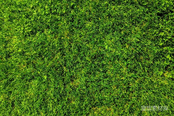 高清摄影 翠绿的草地