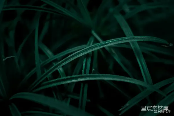 高清摄影 暗夜中的绿植特写
