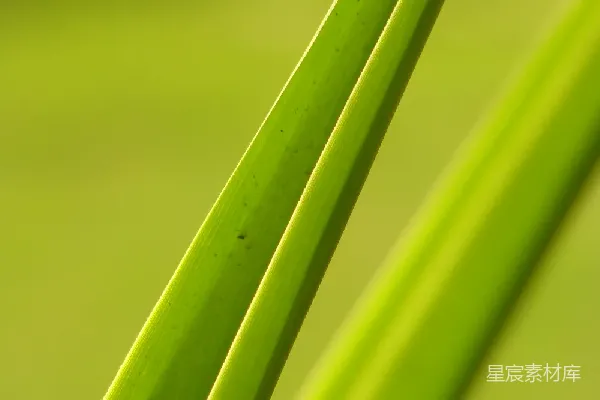 高清摄影 绿色植物叶片特写