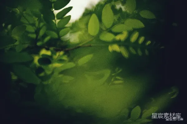 高清摄影 绿意盎然的自然景象