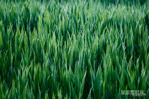 高清摄影 生机勃勃的田野