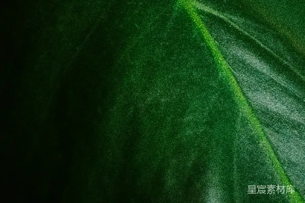 高清摄影 深邃绿叶纹理特写