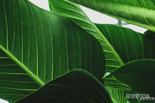 高清摄影 自然之绿：植物叶片特写