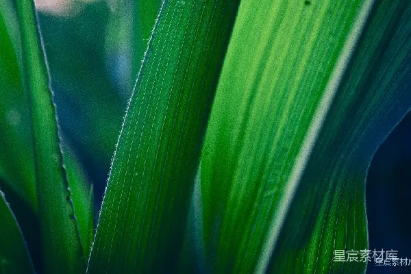 高清摄影 生机盎然的绿色叶片特写