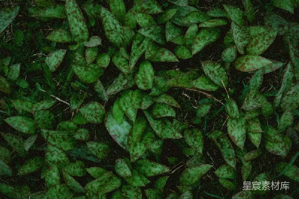 高清摄影 斑驳绿叶纹理