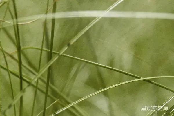 高清摄影 草丛中的细腻纹理