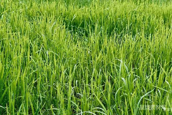 高清摄影 生机盎然的绿草地