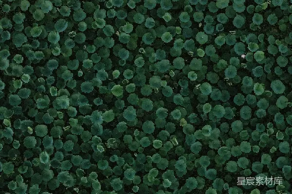 高清摄影 密集的绿色圆点纹理