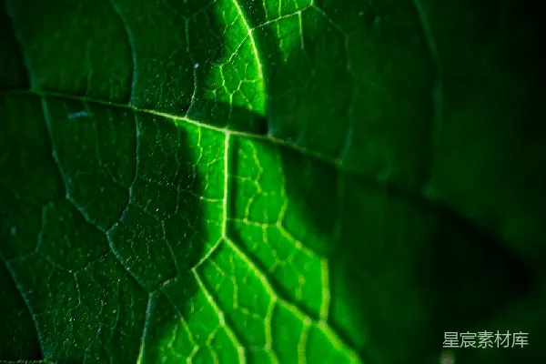 高清摄影 绿色植物的脉络