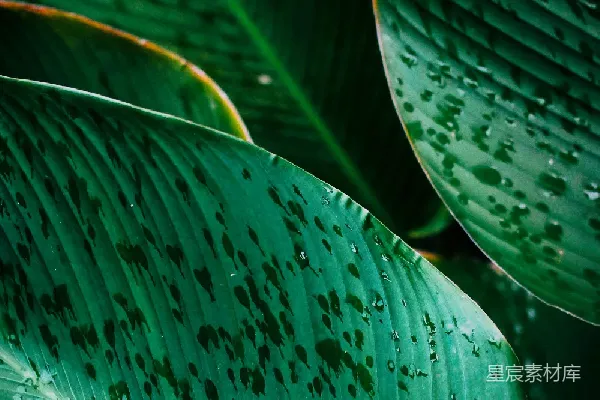 高清摄影 雨后青翠的植物叶片
