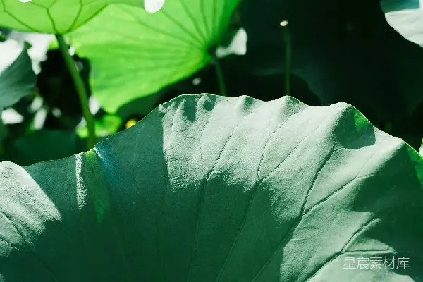 高清摄影 阳光下的荷叶