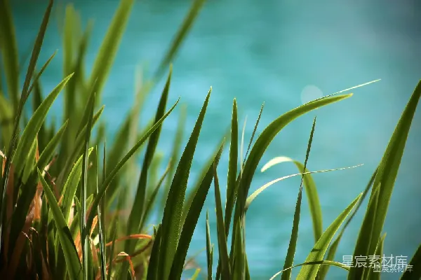 高清摄影 湖畔的翠绿草叶