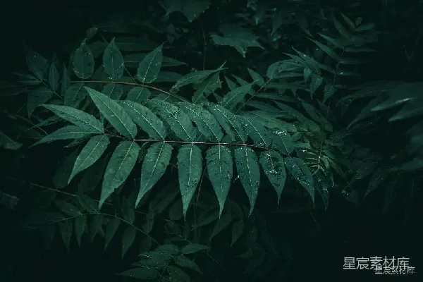 高清摄影 雨后翠绿的树叶
