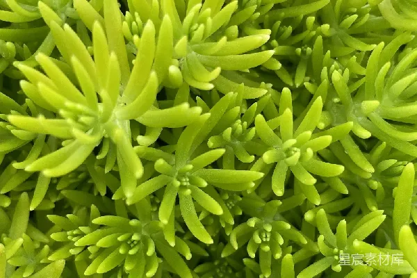 高清摄影 充满生机的绿植特写