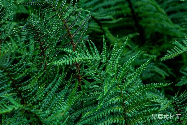 高清摄影 翠绿蕨类植物特写