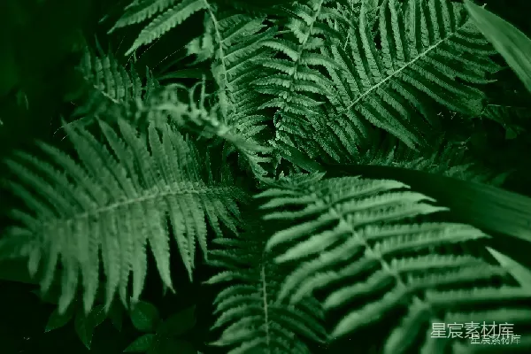高清摄影 翠绿的蕨类植物特写