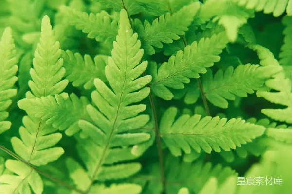 高清摄影 翠绿的蕨类植物特写