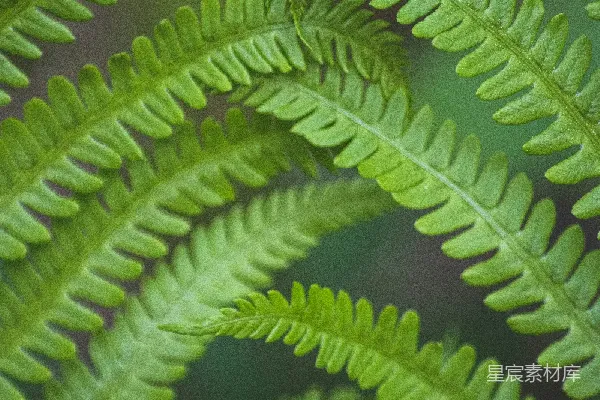 高清摄影 蕨类植物的自然纹理