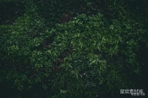高清摄影 森林中的绿色植物
