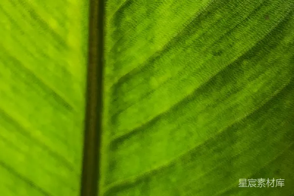 高清摄影 绿色叶片纹理特写