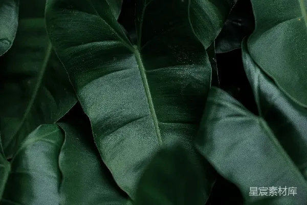 高清摄影 深邃绿叶背景